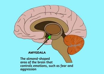 Main-function-of-amygdala