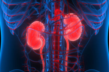 kidney function