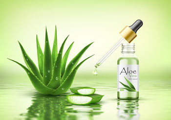 aloe vera