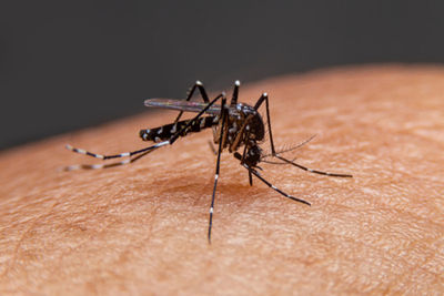dengue