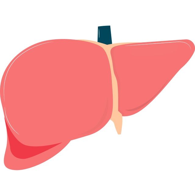 liver